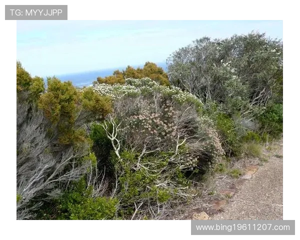 厄球员南非失踪疑似叛逃 厄球员南非失踪疑似叛逃